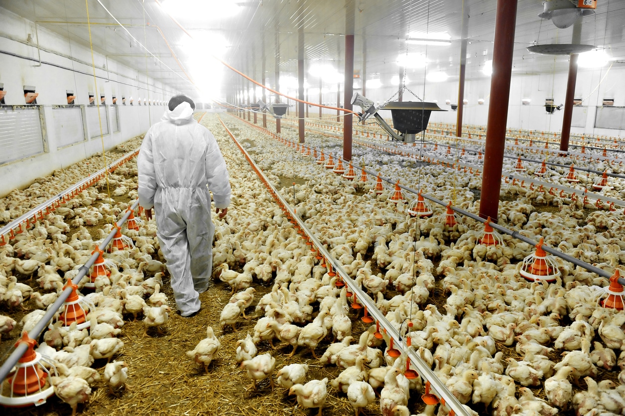 Poultry business growth has ripple effects for Nigerian smallholder farmers